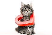 CAT 03 JE0036 01
Norwegian Forest Cat Kitten Sitting With Red Heart Around Neck On White Seamless