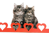 CAT 03 JE0038 01
Norwegian Forest Cat Kittens Sitting With Red Hearts On White Seamless
