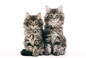 CAT 03 JE0039 01
Norwegian Forest Cat Kittens Sitting On White Seamless