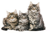CAT 03 JE0040 01
Norwegian Forest Cat Kittens Sitting On White Seamless