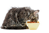 CAT 03 JE0041 01
Norwegian Forest Cat Kitten Sitting Eating Cat Food On White Seamless