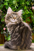 CAT 03 JE0042 01
Norwegian Forest Cat Kitten Sitting In Garden