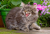 CAT 03 JE0045 01
Norwegian Forest Cat Kitten Sitting In Garden Hissing