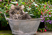CAT 03 JE0046 01
Norwegian Forest Cat Kitten Sitting In Metal Bowl In Garden