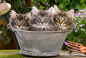 CAT 03 JE0047 01
Norwegian Forest Cat Kittens Sitting In Metal Bowl In Garden