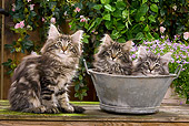 CAT 03 JE0048 01
Norwegian Forest Cat Kittens Sitting With Metal Bowl In Garden