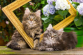 CAT 03 JE0050 01
Norwegian Forest Cat Kittens Sitting With Picture Frame In Garden