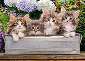 CAT 03 JE0051 01
Norwegian Forest Cat Kittens Sitting In Metal Planter In Garden