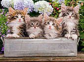 CAT 03 JE0052 01
Norwegian Forest Cat Kittens Sitting In Metal Planter In Garden