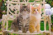CAT 03 JE0053 01
Norwegian Forest Cat Kittens Sitting On Chair In Garden