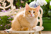 CAT 03 JE0054 01
Norwegian Forest Cat Kitten Sitting On Chair In Garden
