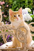 CAT 03 JE0055 01
Norwegian Forest Cat Kitten Sitting On Chair In Garden