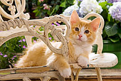 CAT 03 JE0056 01
Norwegian Forest Cat Kitten Laying On Chair In Garden