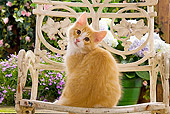 CAT 03 JE0057 01
Norwegian Forest Cat Kitten Sitting On Chair In Garden
