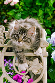 CAT 03 JE0058 01
Norwegian Forest Cat Kitten Climbing On Chair In Garden