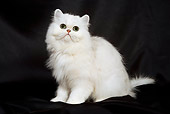 CAT 03 JE0064 01
Chinchilla Persian Kitten Sitting On Black Cloth