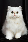 CAT 03 JE0065 01
Chinchilla Persian Kitten Sitting On Black Cloth