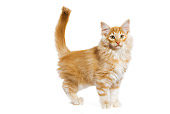 CAT 03 JE0068 01
Norwegian Forest Cat Kitten Standing On White Seamless