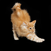 CAT 03 JE0069 01
Norwegian Forest Cat Kitten Stretching On Black Seamless