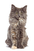CAT 03 JE0071 01
Norwegian Forest Cat Kitten Sitting On White Seamless