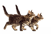 CAT 03 JE0075 01
Norwegian Forest Cat Kittens Walking On White Seamless