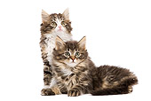 CAT 03 JE0076 01
Norwegian Forest Cat Kittens Sitting On White Seamless