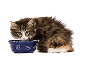CAT 03 JE0078 01
Norwegian Forest Cat Kitten Crouching On White Seamless By Food Bowl