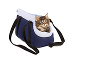 CAT 03 JE0079 01
Norwegian Forest Cat Kitten Peeking Out Of Blue Bag On White Seamless