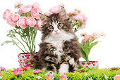 CAT 03 JE0081 01
Norwegian Forest Cat Kitten Sitting By Pink Flowers On White Seamless