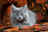 CAT 03 JE0086 01
Grey Kitten Laying On Orange Cloth