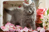 CAT 03 JE0088 01
Grey Kitten Standing On Pink Rose Petals
