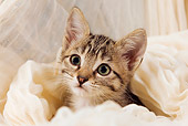 CAT 03 JE0094 01
Tabby Kitten Sitting Peeking Out Of White Cloth