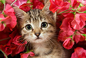 CAT 03 JE0095 01
Tabby Kitten Sitting In Pink Flowers
