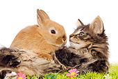 CAT 03 JE0098 01
Light Brown Rabbit Laying On Top Of Black And Brown Kitten On Grass