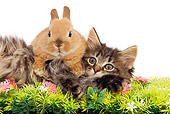 CAT 03 JE0099 01
Light Brown Rabbit Laying On Top Of Black And Brown Kitten On Grass