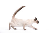 CAT 03 JE0100 01
Balinese Kitten Walking On White Seamless Profile