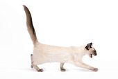 CAT 03 JE0101 01
Balinese Kitten Walking On White Seamless Profile