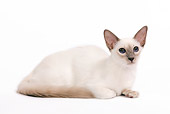 CAT 03 JE0102 01
Balinese Kitten Laying On White Seamless