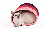 CAT 03 JE0103 01
Balinese Kitten Laying In Pink Basket With Rose On White Seamless