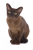 CAT 03 JE0104 01
Burmese Kitten Sitting On White Seamless