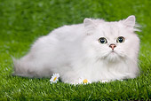 CAT 03 JE0105 01
Persian Chinchilla Kitten Laying On Grass With Daisies