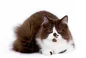 CAT 03 JE0112 01
British Longhair Kitten Laying On White Seamless