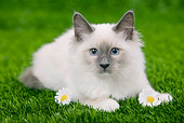 CAT 03 JE0113 01
Burmese Kitten Laying On Grass With Daisies
