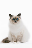 CAT 03 JE0114 01
Burmese Kitten Sitting On White Seamless