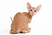 CAT 03 JE0115 01
Orange Peterbald Kitten Sitting On White Seamless Looking Back