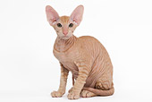 CAT 03 JE0116 01
Orange Peterbald Kitten Sitting On White Seamless
