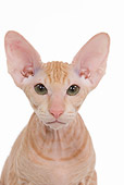 CAT 03 JE0118 01
Head Shot Of Orange Peterbald Kitten Sitting On White Seamless