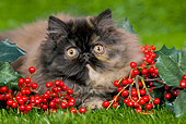 CAT 03 JE0119 01
Persian Chinchilla Kitten Laying On Grass With Holly