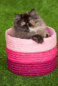 CAT 03 JE0120 01
Persian Chinchilla Kitten Sitting In Pink Basket On Grass