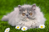 CAT 03 JE0121 01
Persian Chinchilla Kitten Laying On Grass With Daisies